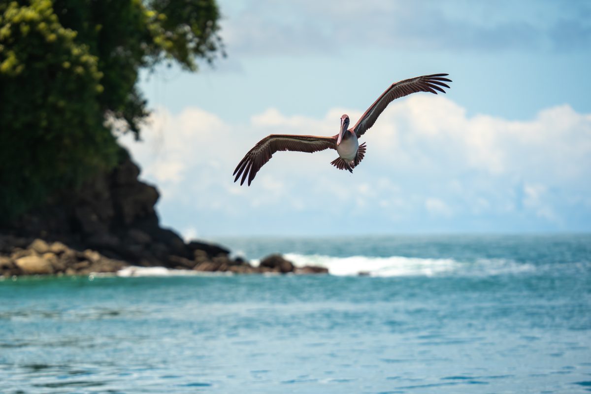 Pelikan im Anflug über dem Pazifik, Costa Rica