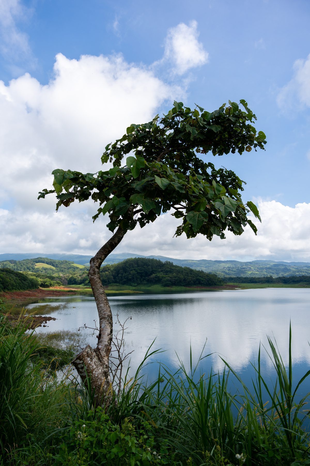 Einsamer Baum am Ufer eines Sees, Spiegelung im Wasser, Costa Rica
