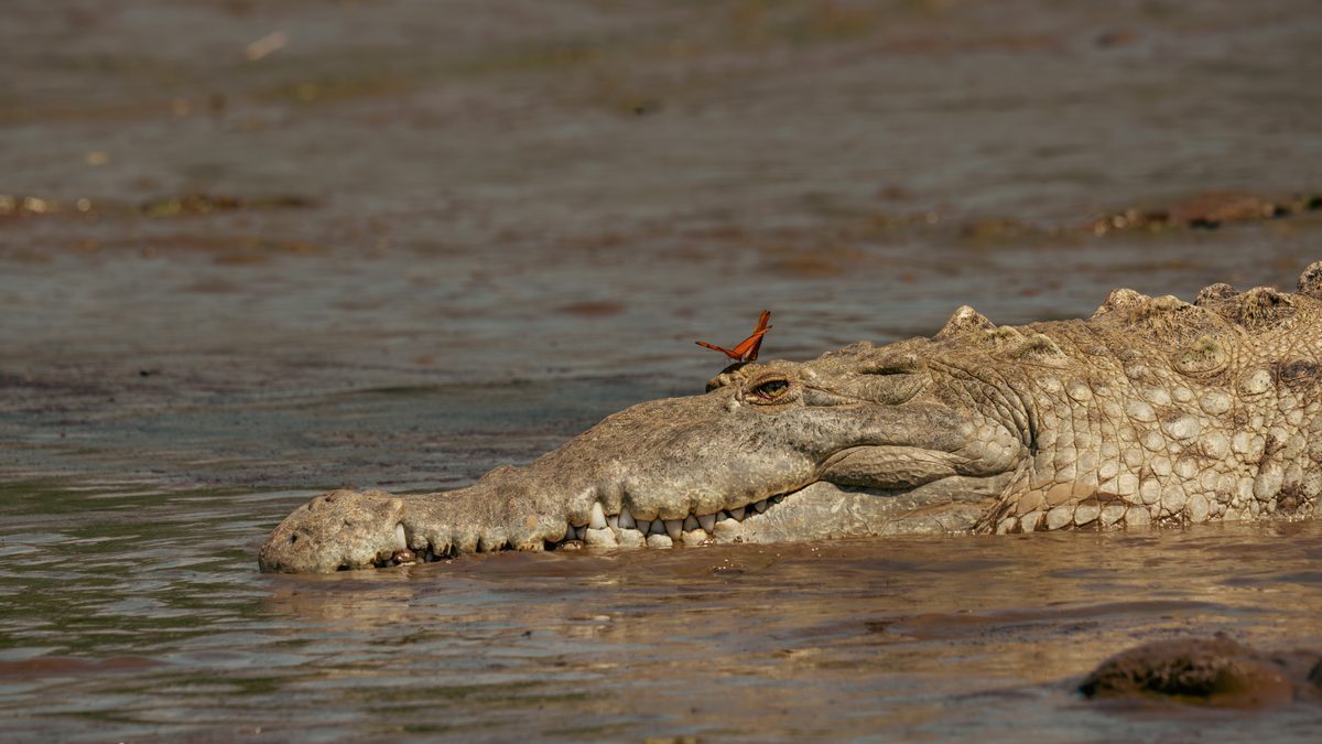 Krokodil mit einem Schmetterling auf der Schnauze, Costa Rica